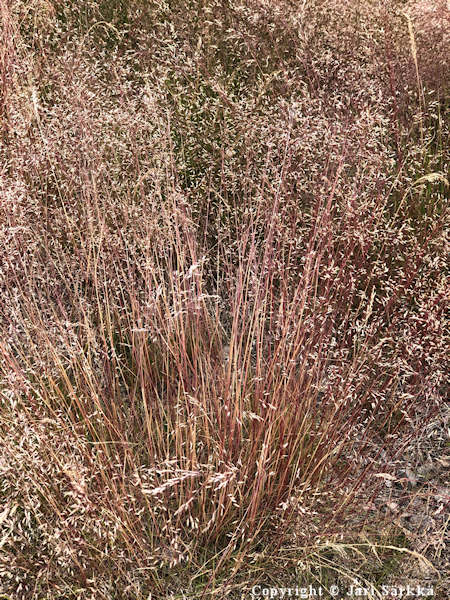 Avenella flexuosa, metsalauha